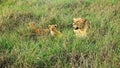 Impressive wild lions in the wilds of Africa in Masai Mara