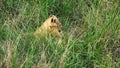 Impressive wild lions in the wilds of Africa in Masai Mara