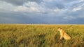 Impressive wild lions in the wilds of Africa in Masai Mara