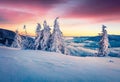 Impressive winter sunrise in Carpathian mountains with snow covered fir trees. Colorful morning scene of mountains hills covered b Royalty Free Stock Photo