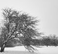 Impressive winter tree bending down