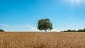Agriculture landscape with a burning shining sun over the dry fields Royalty Free Stock Photo