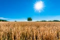 Agriculture landscape with a burning shining sun over the dry fields Royalty Free Stock Photo