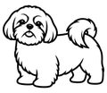 Shih Tzu Dog Line Art Vector Illustration Royalty Free Stock Photo