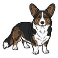 Cardigan Welsh Corgi Purebred Dog, Studio Portrait Isolated on a White Background Royalty Free Stock Photo