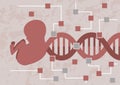 Hacking baby embryo. Decoding the DNA of embryo for checking of the possible mutation or bad genes