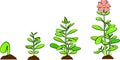 Phases of a plant growing. Vector of seed germinating on the ground. White background. Life cycle and evolution concept.