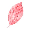 Imprint of autumn abstract leaf isolated on white background. Watercolor illustration of fall dried colored silhouette for