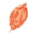 Imprint of autumn abstract leaf isolated on white background. Watercolor illustration of fallen dried orange leafage silhouette Royalty Free Stock Photo