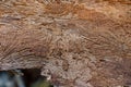 Imprint of the bark beetle under the bark of the tree