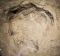 Imprint dinosaur track Royalty Free Stock Photo