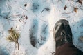 Imprint Of An Elk Trail On Snow. Comparison With Size Of A Person`s Feet. Moose Trail On Forest Ground In Winter Season Royalty Free Stock Photo