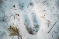 Imprint Of An Elk Trail On Snow. Moose Trail On Forest Ground In Winter Season. Belarus Or European Part Of Russia.
