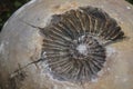 Imprint fossil of an ammonite Ammonoidea Royalty Free Stock Photo
