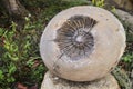 Imprint fossil of an ammonite Ammonoidea Royalty Free Stock Photo