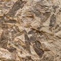 Imprint of fossil prehistoric plant leaves on stone Royalty Free Stock Photo