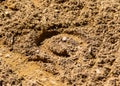 The imprint of a horse hoof in the sand Royalty Free Stock Photo