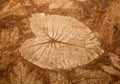 The Imprint of leaf Royalty Free Stock Photo