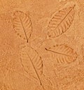 The Imprint leaf on cement floor Royalty Free Stock Photo