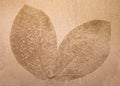 Imprint leaf Royalty Free Stock Photo