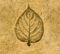 Imprint leaf on cement Royalty Free Stock Photo