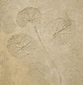 Imprint leaf on cement Royalty Free Stock Photo