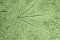 The Imprint leaf on cement floor background,ground texture background