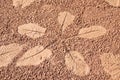 The Imprint leaf on cement floor background,ground texture background