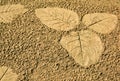 The Imprint leaf on cement floor background,ground texture background Royalty Free Stock Photo
