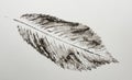 imprint of leaf - Graphics - monoprint Royalty Free Stock Photo