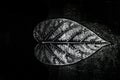 Imprint of leaf - Graphics - monoprint Royalty Free Stock Photo