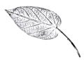 Imprint of leaf - Graphics - monoprint Royalty Free Stock Photo