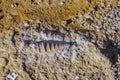 Imprint Mesozoic rock shellfish in Paracas, Peru