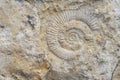 The imprint of a prehistoric ammonite shell in a stone. Paleontological preserved evidence of ancient life. Spiral fossil. Snail-