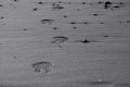 Imprint of the shoe on mud with copy space, Footprint in the dirt, Foot step on sand, background texture. Top view Royalty Free Stock Photo