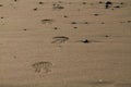 Imprint of the shoe on mud with copy space, Footprint in the dirt, Foot step on sand, background texture. Top view Royalty Free Stock Photo