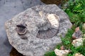 imprint in the stone of an ancient fossil amanite