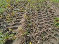 Imprint of tire in clay