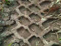 Imprint of tire in clay