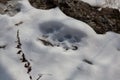 Imprint of the trail of the Red Book of the Far Eastern leopard in the snow.