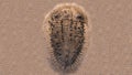 Fossil trilobites imprinted in the sediment. 4 Billion Year old Trilobite