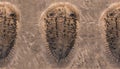 Fossil trilobites imprinted in the sediment pattern. 4 Billion Year old Trilobite Royalty Free Stock Photo