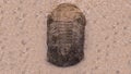 Fossil trilobites imprinted in the sediment. 4 Billion Year old Trilobite Royalty Free Stock Photo