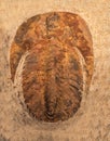 Fossil trilobites imprinted in the sediment. 4 Billion Year old Trilobite