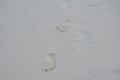 Imprinted Footprints in the White Sand in Aruba