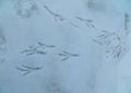 Imprints of bird tracks on white snow Royalty Free Stock Photo