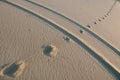 Imprints of car and animal track in the sand