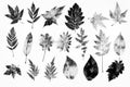 Imprints of leaves - Graphics - monoprint