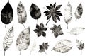 Imprints of leaves - Graphics - monoprint Royalty Free Stock Photo
