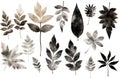 Imprints of leaves - Graphics - monoprint Royalty Free Stock Photo